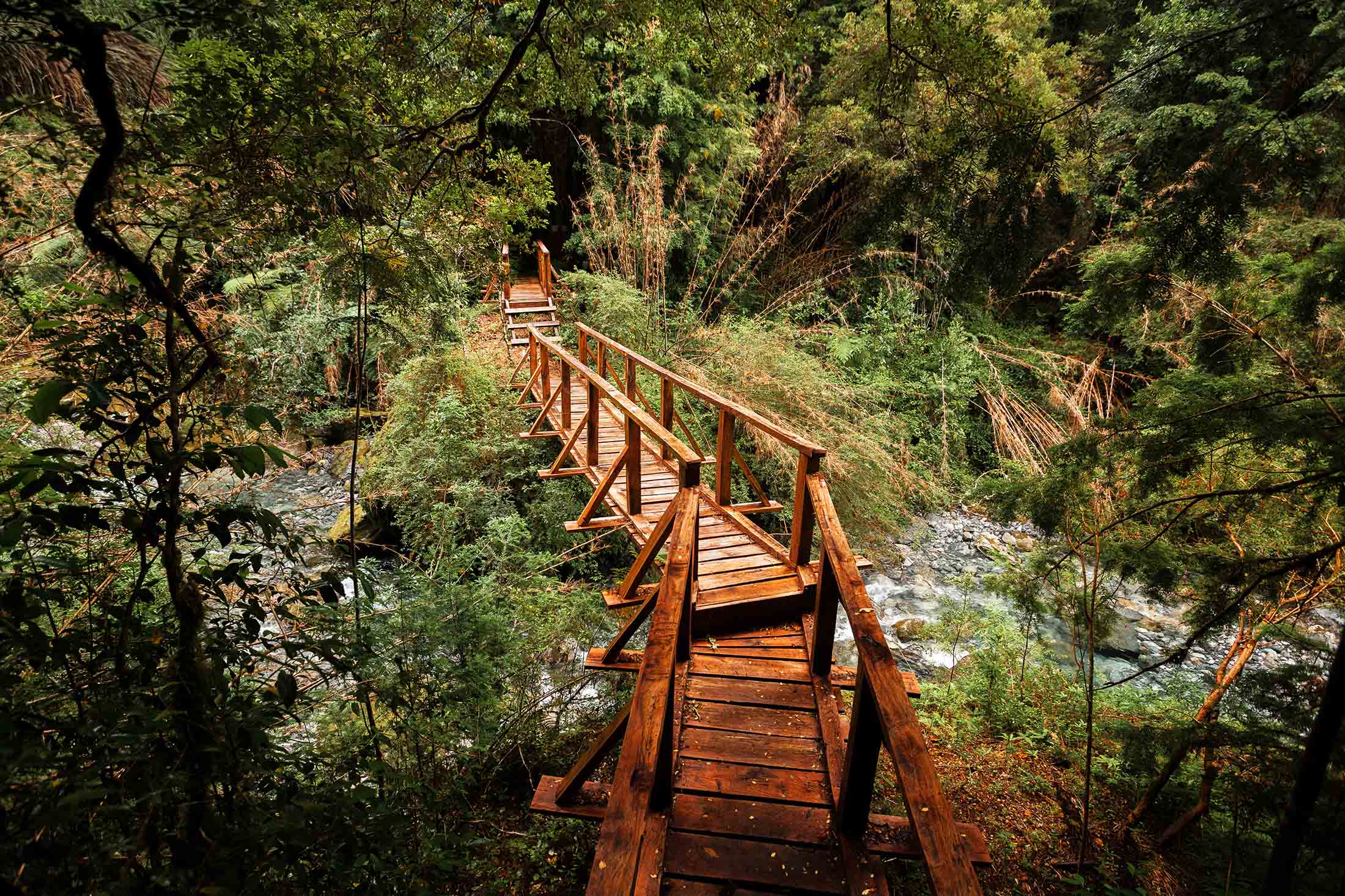 Puente en el bosque Parque Tagua Tagua