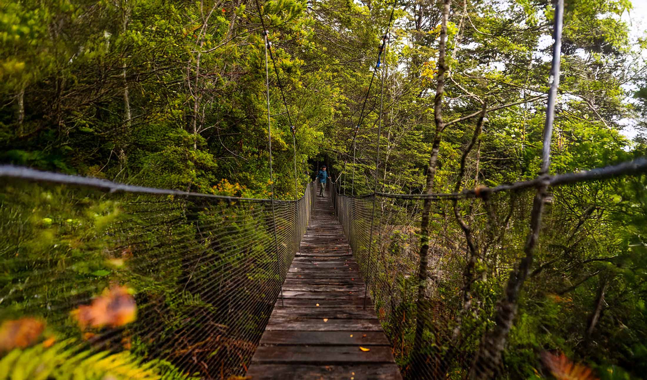 Puente colgante en Parque Tagua Tagua